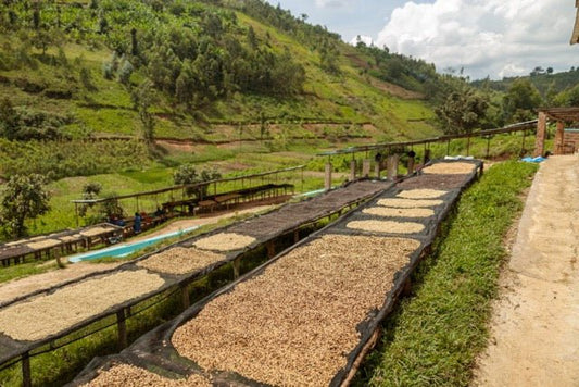 Discover the Rich Flavors of Kenya: Introducing Our Newest Coffee Addition—Kenya Highlands Reserve - His Word Coffee